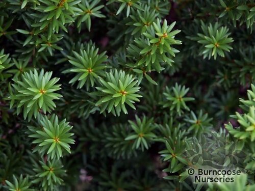 PODOCARPUS totara 'Aureus' 