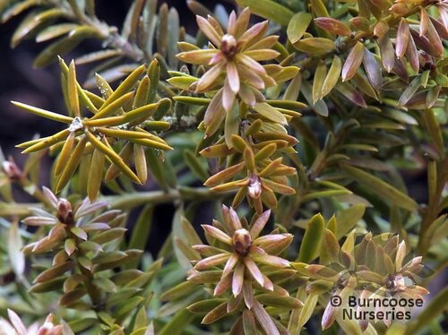 PODOCARPUS x 'County Park Fire'  