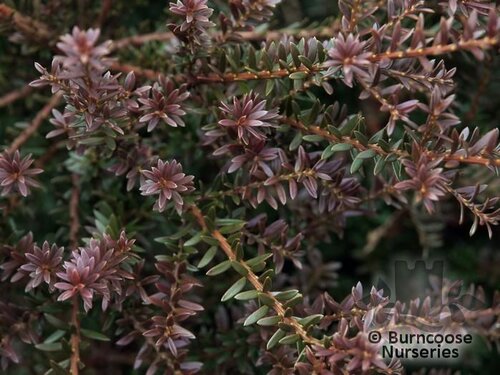 PODOCARPUS x 'Young Rusty'  