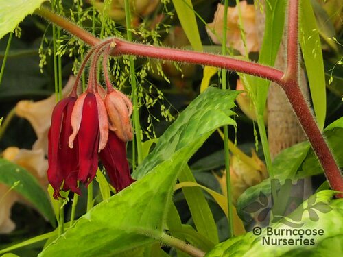 PODOPHYLLUM   