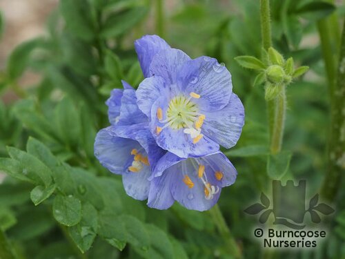 POLEMONIUM 'Northern Lights'  