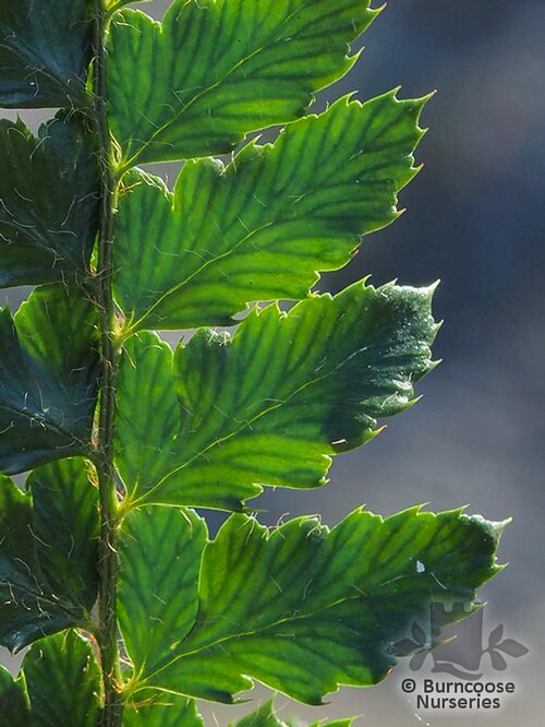 HARDY FERNS Polystichum polyblepharum 