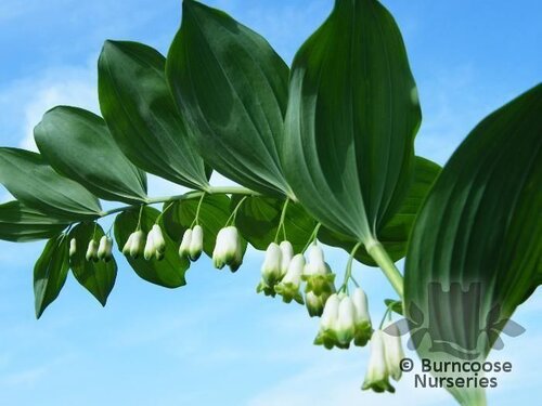 POLYGONATUM multiflorum  