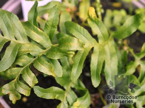 HARDY FERNS Polypodium   'Whitley Giant'  