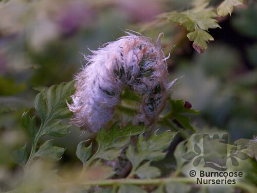 HARDY FERNS Polystichum setiferum herrenhausen 