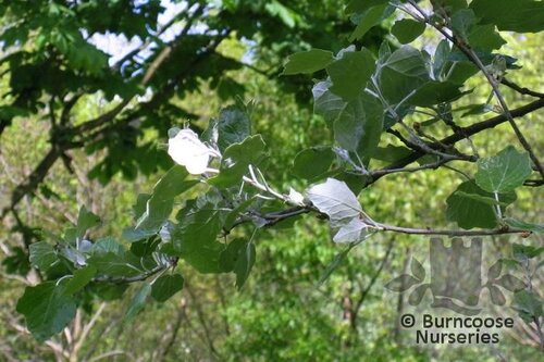 POPULUS alba  