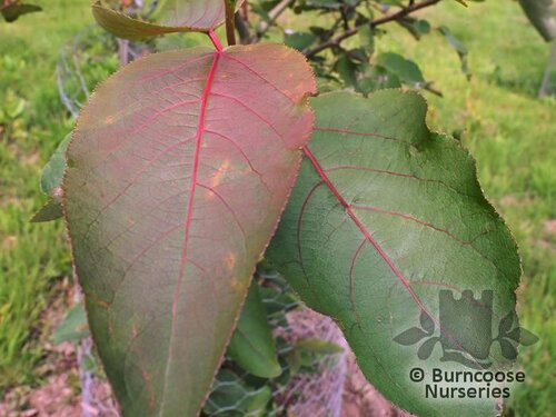 POPULUS purdomii  