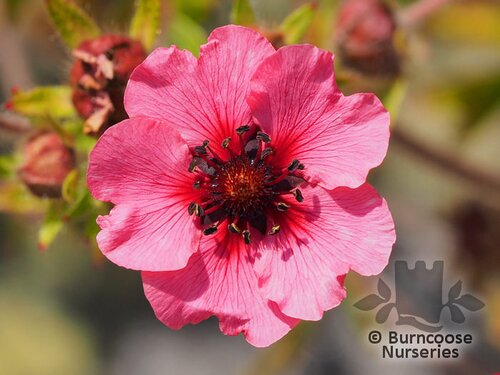 POTENTILLA nepalensis 'Miss Willmott' 