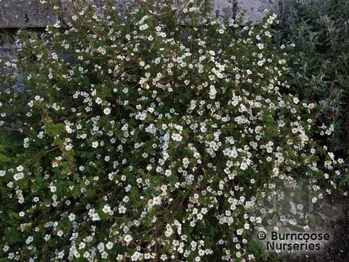 POTENTILLA   