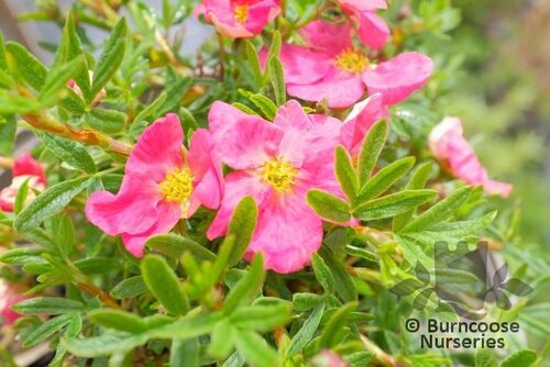 POTENTILLA fruticosa 'Bellissima' 