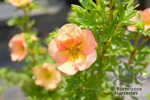 POTENTILLA fruticosa 'Double Punch Peach' 