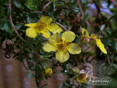 POTENTILLA fruticosa 'Elizabeth' 