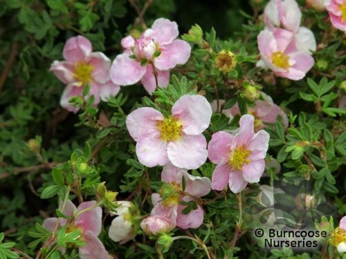 POTENTILLA fruticosa 'Princess' 