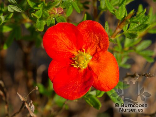 POTENTILLA fruticosa 'Red Ace' 
