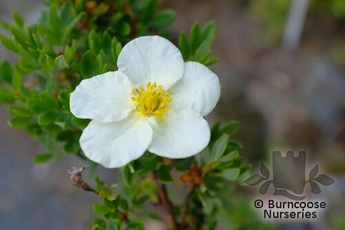 POTENTILLA fruticosa 'Tilford Cream' 