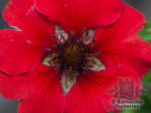 POTENTILLA 'Gibson's Scarlet'  