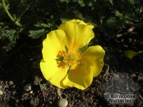 POTENTILLA megalantha  