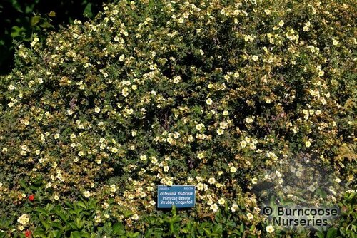 POTENTILLA fruticosa 'Primrose Beauty' 