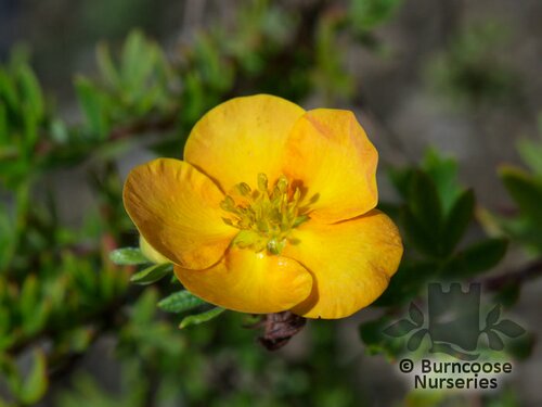 POTENTILLA fruticosa 'Tangerine' 