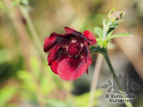 POTENTILLA thurberi 'Monarch's Velvet' 