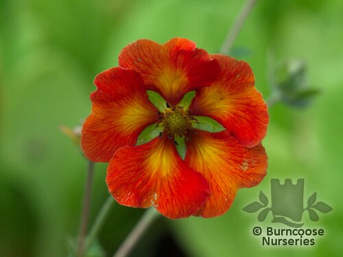 POTENTILLA 'William Rollison'  
