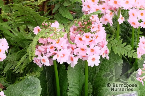 PRIMULA japonica 'Apple Blossom' 