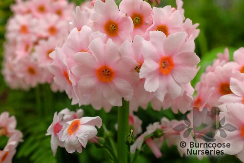 PRIMULA   
