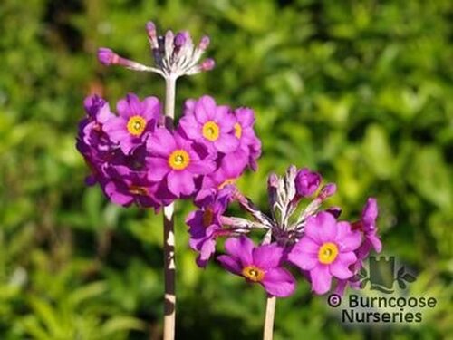 PRIMULA beesiana  