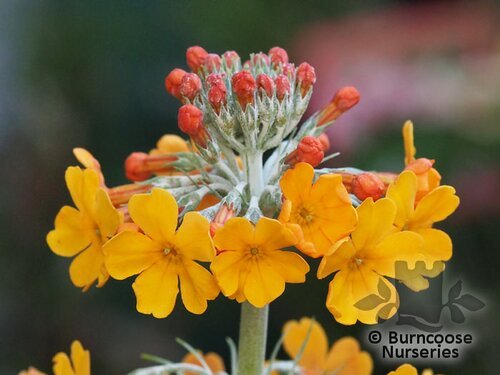 PRIMULA bulleyana  