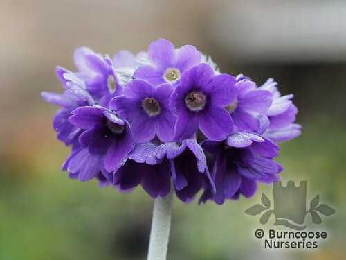 PRIMULA capitata  