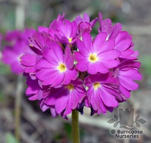 PRIMULA denticulata  
