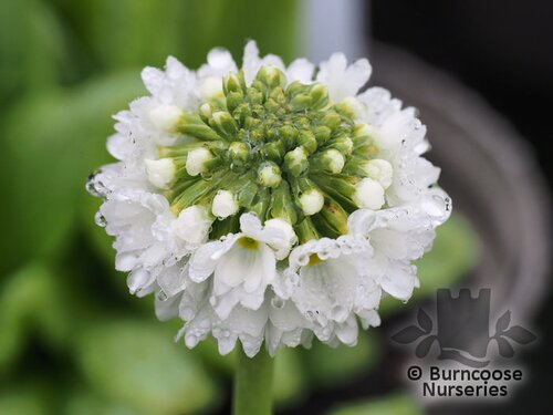 PRIMULA denticulata alba 