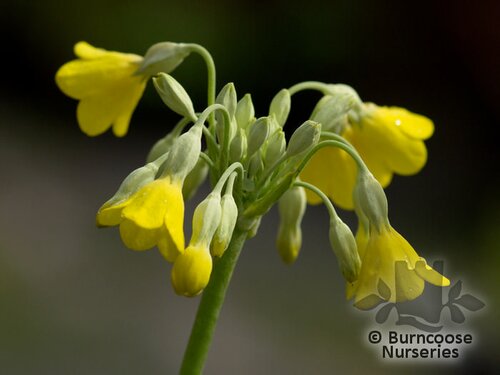 PRIMULA florindae  