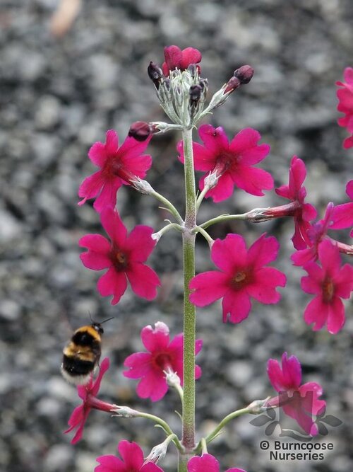 PRIMULA pulverulenta  