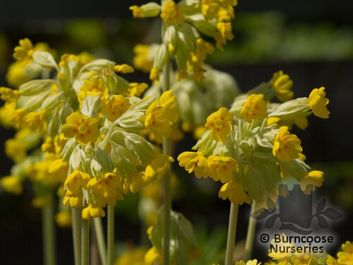 PRIMULA veris  