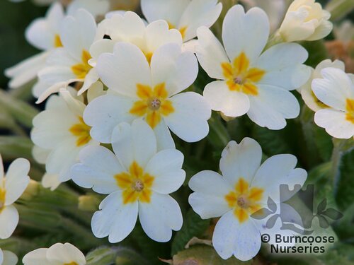 PRIMULA vulgaris  