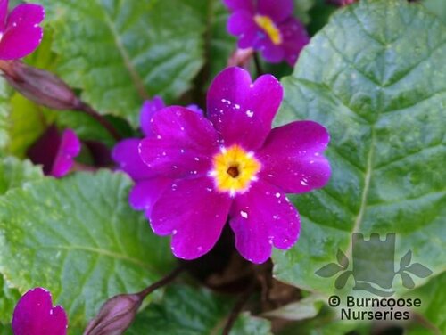 PRIMULA 'Wanda'  