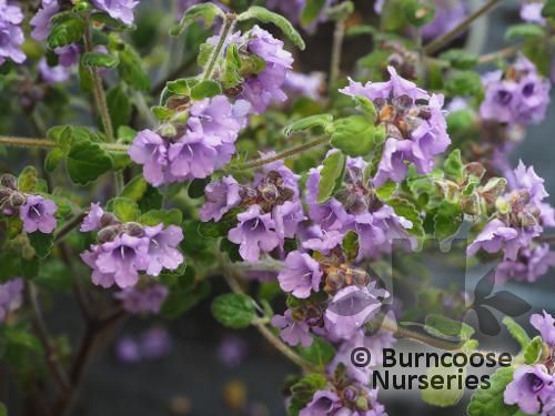 PROSTANTHERA incana  