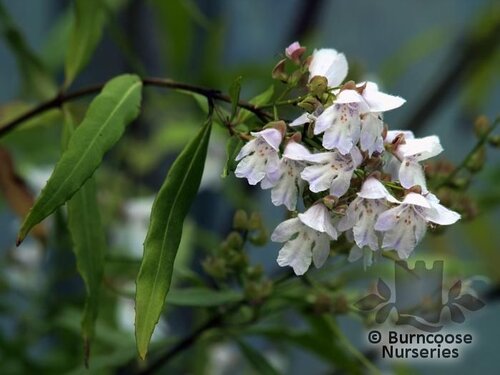 PROSTANTHERA lasianthos  