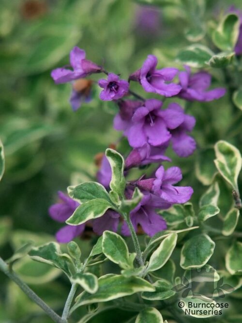 PROSTANTHERA ovalifolia 'Variegata' 