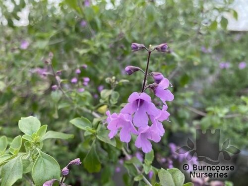 PROSTANTHERA rotundifolia  
