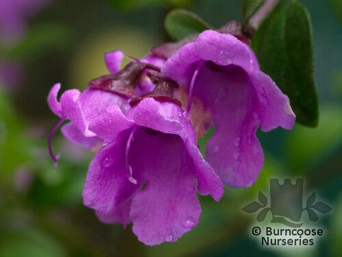 PROSTANTHERA   