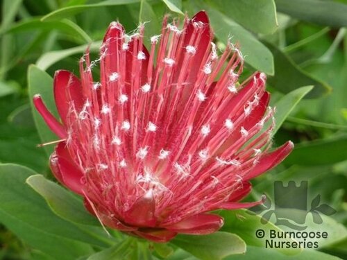 PROTEA Protea 'Clark's Red' 