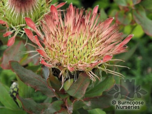PROTEA Protea eximia 