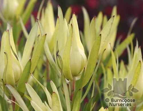PROTEA   