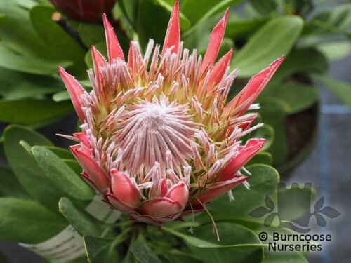 PROTEA Protea cynaroides 'Little Prince'