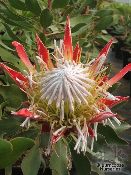 PROTEA Protea 'Pink Crown' 