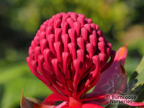 PROTEA Telopea speciosissima 