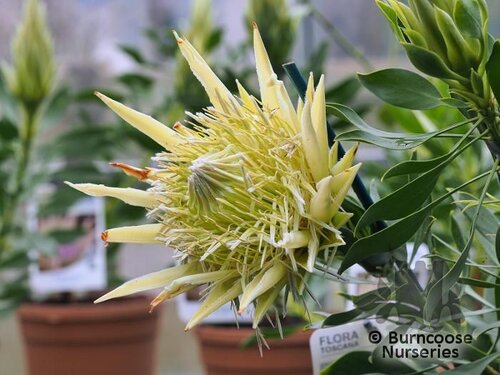 PROTEA Protea 'White Crown' 