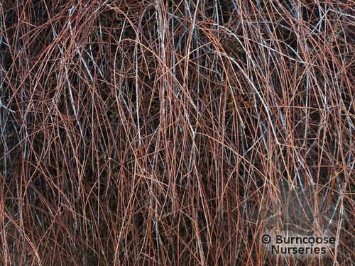 PRUMNOPITYS taxifolia  